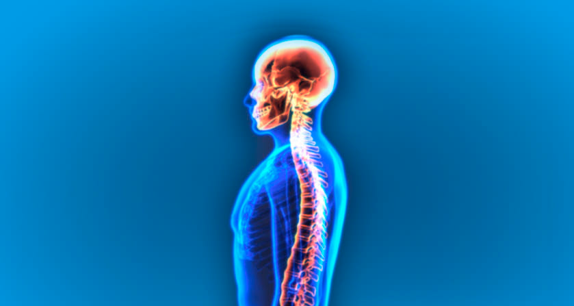 anatomia-da-coluna-vertebral anatomia-da-coluna-vertebral